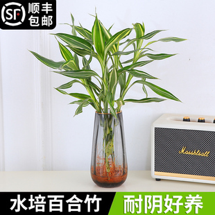水培植物带根金边银边百合竹盆栽富贵竹桌面耐阴水养绿植净化空气