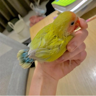 现货牡丹鹦鹉活鸟黄桃绿桃鹦鹉幼崽雏鸟半毛小鸟一对宠物鸟手养亲