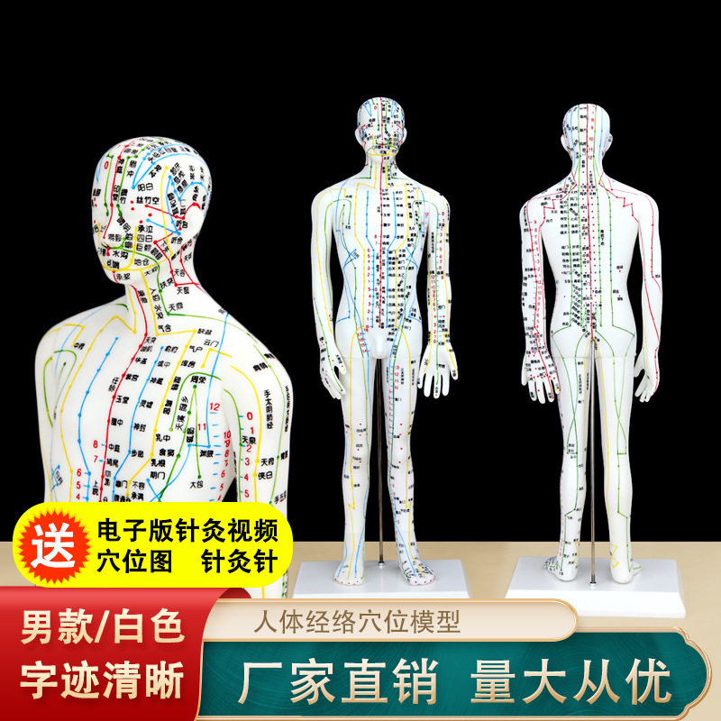 珞亚山川男模型白色刻字人体模型穴位模型男模人模型经络穴位模型