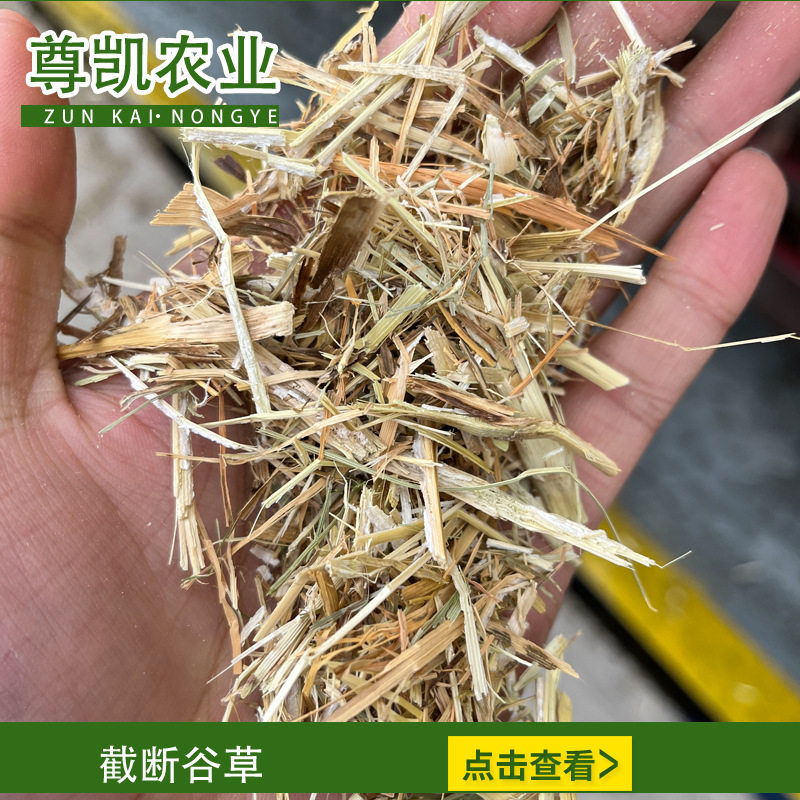 截断谷草干净无土喂马驴用好草干青草牛羊草料草段