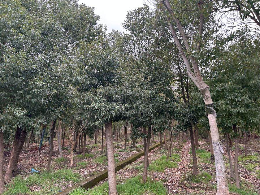 1月21日台州Ф12-13香樟一批网络拍卖公告