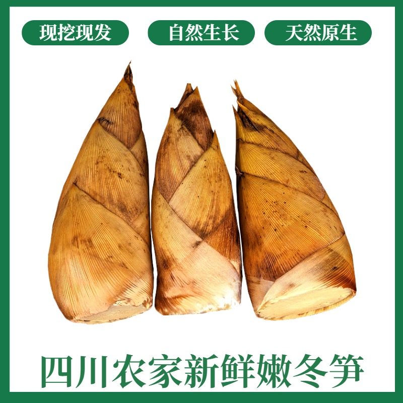 鲜嫩冬笋25年四川野生黄泥新鲜冬笋大笋现挖现发去老根竹笋楠竹笋