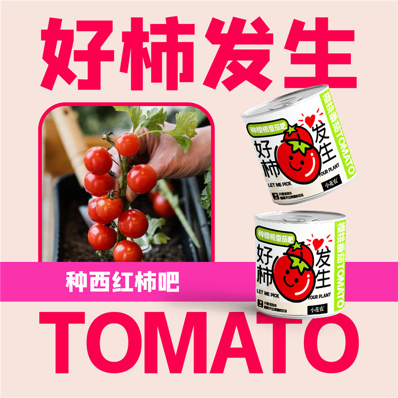 速发创意礼物迷你番茄罐头植物面栽好养活台办公室桌盆观察生长