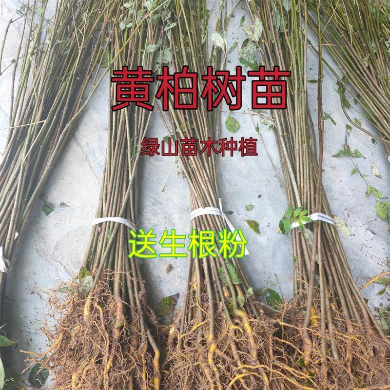 速发黄柏苗黄柏树黄柏剥皮卖苗黄直发圃柏苗川黄柏苗黄柏