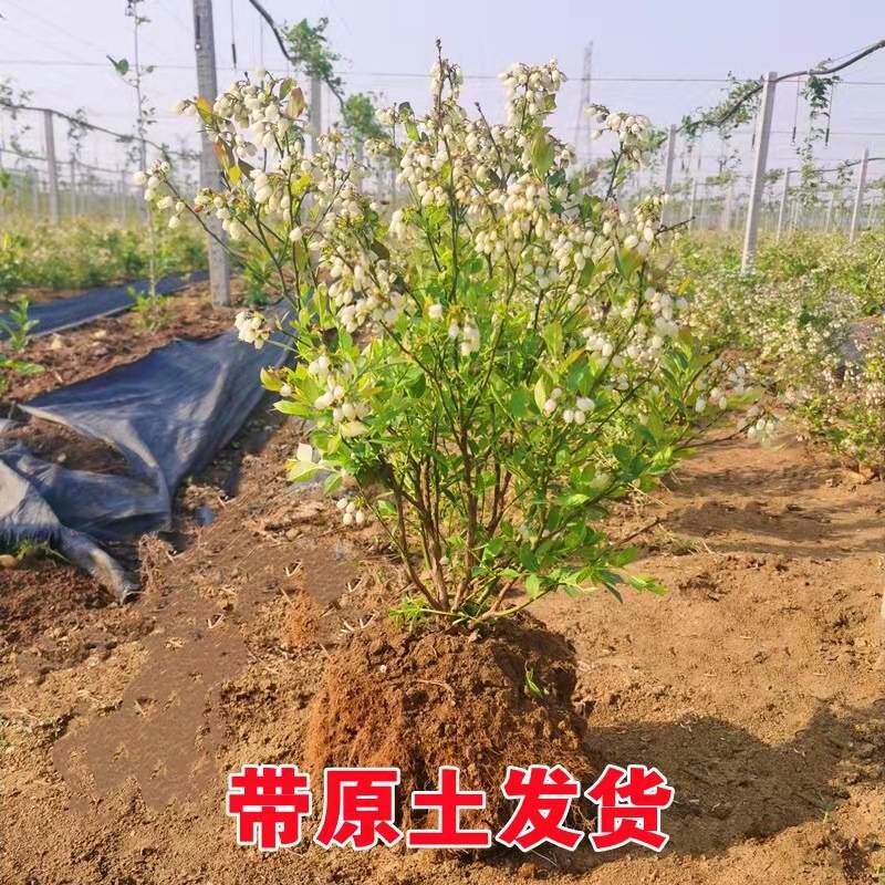 一件代发特大蓝莓果树果苗南方北方庭院别墅种植蓝丰绿宝石盆栽地