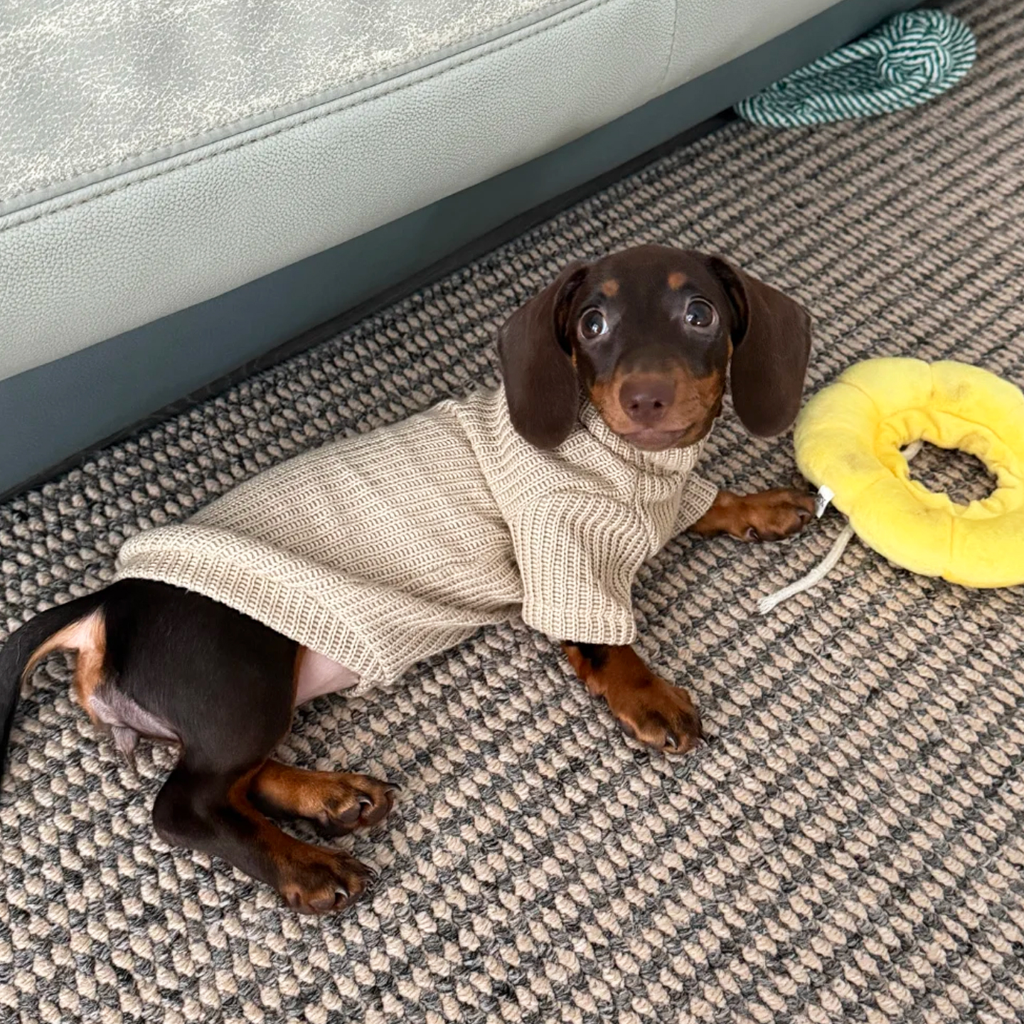 狗狗衣服腊肠狗小型犬宠物无毛