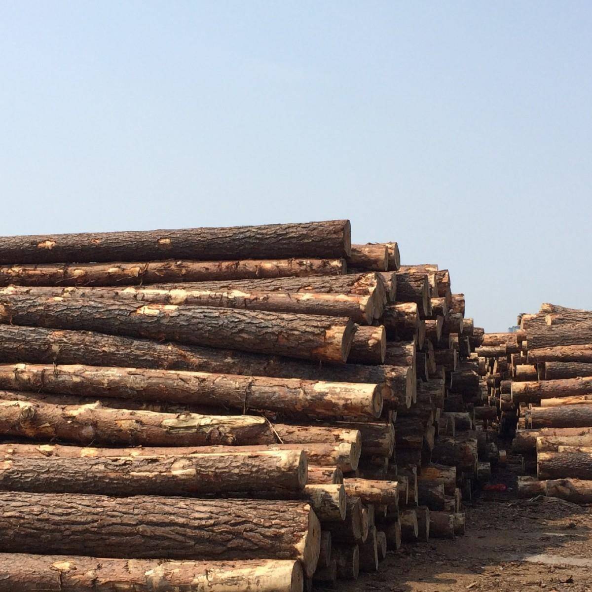 樟子松原木户木栈道板木防腐木外龙木电杆樟子松骨河道打桩66松木