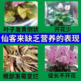 仙客来肥四季开花防黄叶烂根软C蔫促开花营养液通用有机花肥料