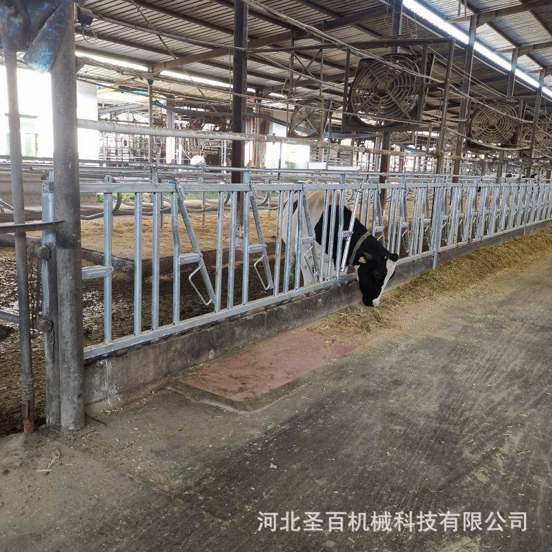 牛厂自锁式牛颈枷颈单双活位开奶979牛场设备牧场加厚热养镀锌牛