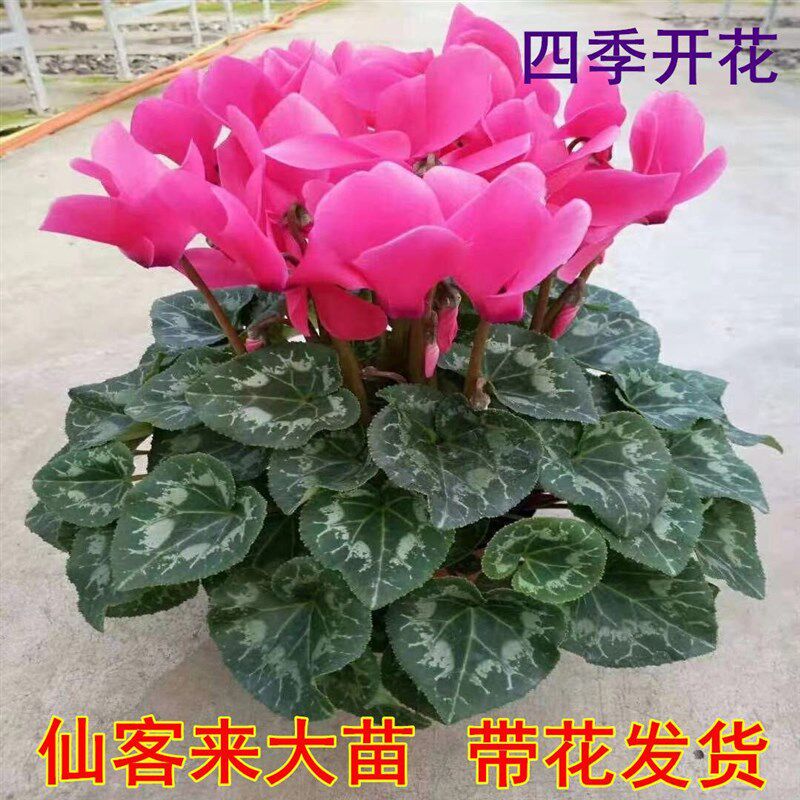 现货新品仙客来盆栽带花发货好养室内花卉四季花台室内盆栽观赵之
