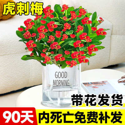 虎刺梅盆栽铁海棠绿植室内植物花卉适合客厅摆放不怕晒不怕冻的