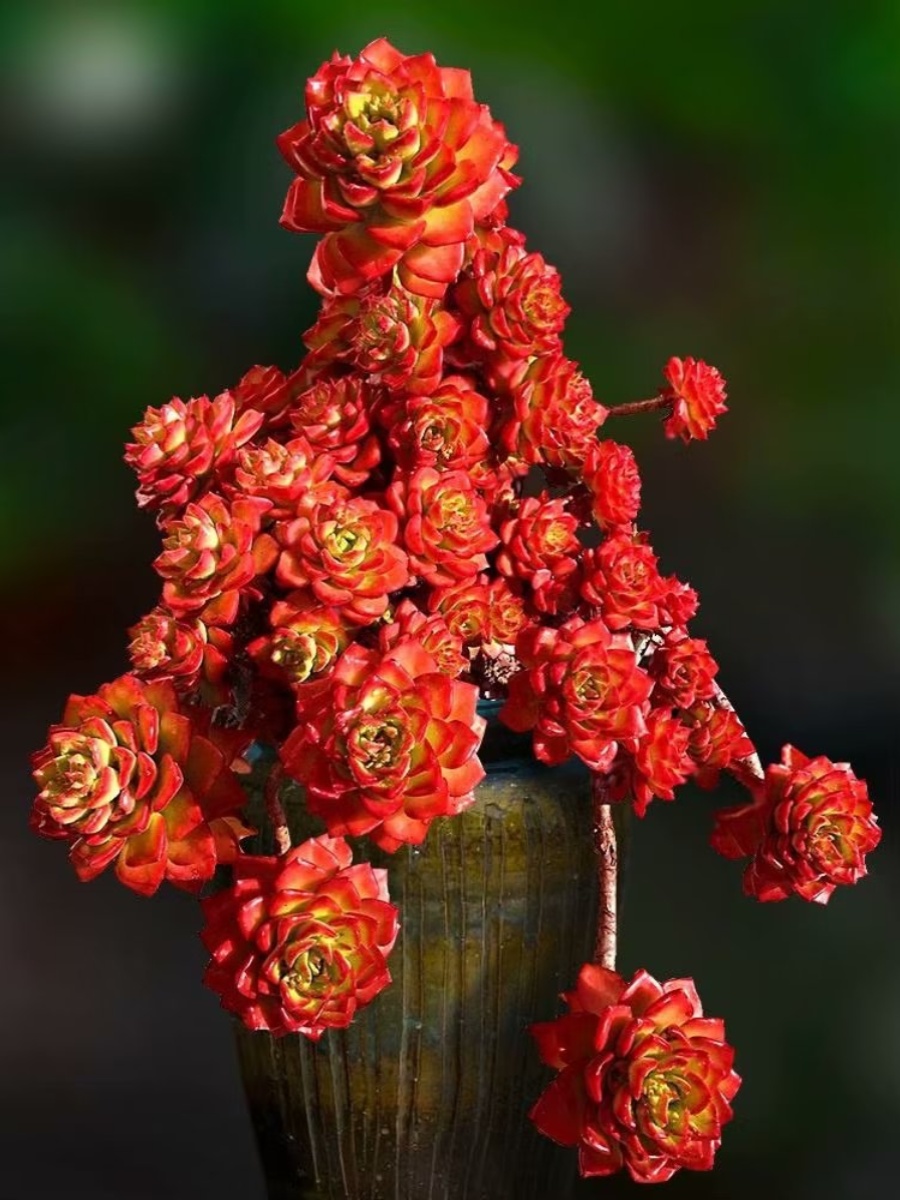 高端精品大颗火焰蒂亚卉老桩巨型稀有品种多肉植物组合花带盆栽好