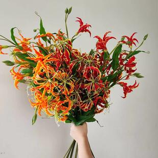 彷真花 嘉兰 火焰百合 家居装饰 花艺师插花 摄影道具 摆件陈设
