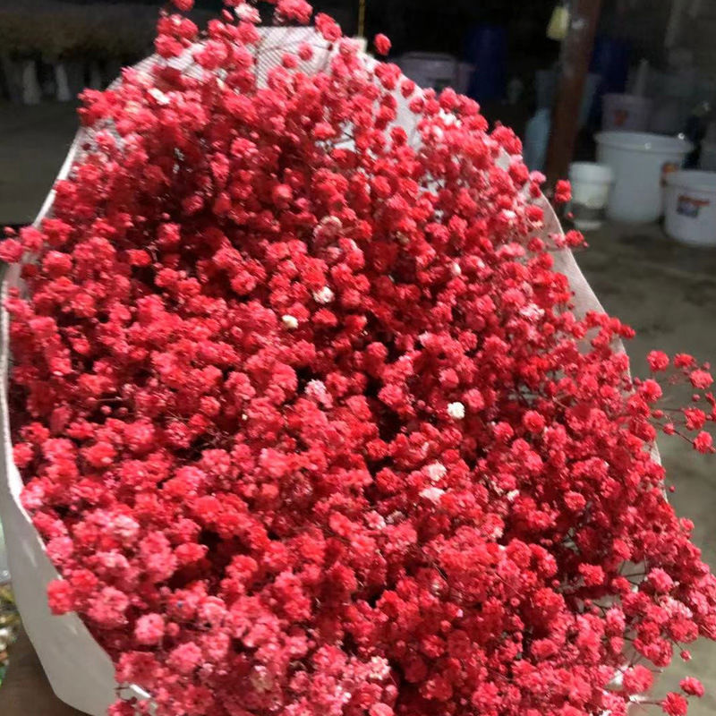 满天星干花干花花束大束厂家直销永生花diy材料真花装饰摆设家用