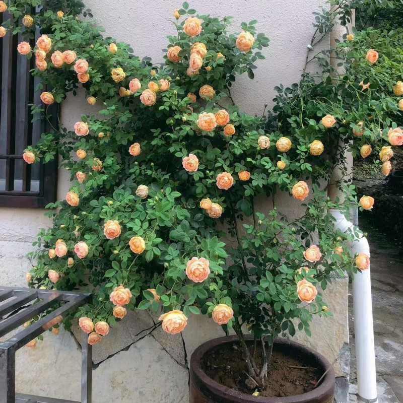 1米7大苗蔷薇花苗藤本月季特大花庭院爬藤植物四季开花卉盆栽玫瑰