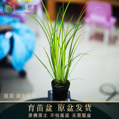 黄金胧月菖蒲盆景草水培苗虎须小叶艾草水生鱼缸造景新鲜室外绿植
