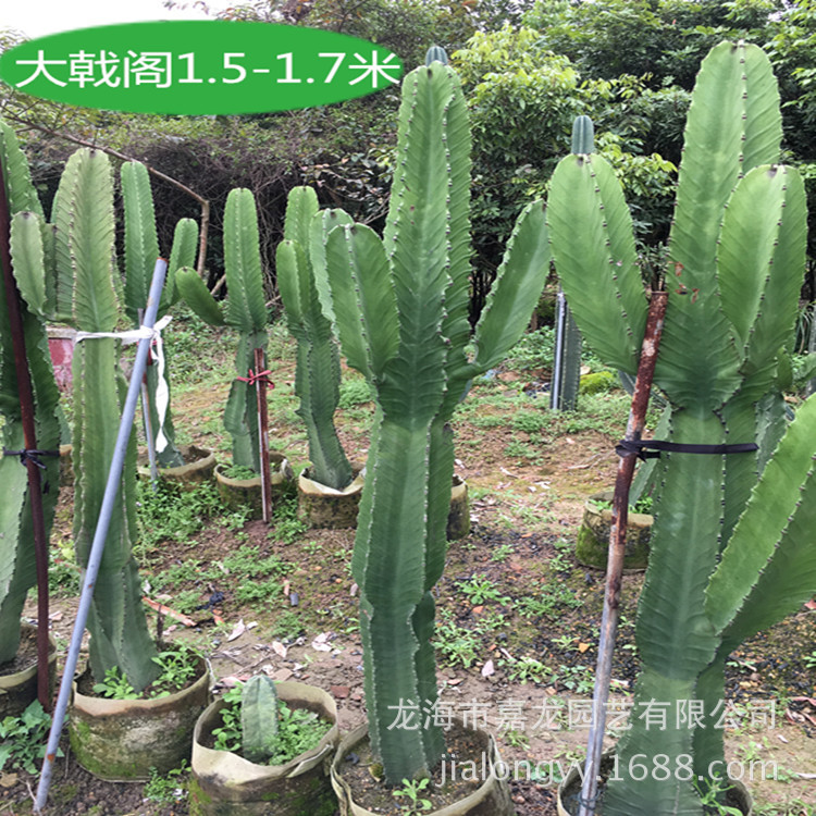 大型沙漠盆栽布景 大戟阁植物西餐厅 室内无刺沙漠景观衣服店展览
