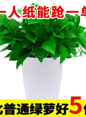 绿萝盆室栽内土办培绿萝甲醛新房大公除室内植物好自UQL动吸水卧