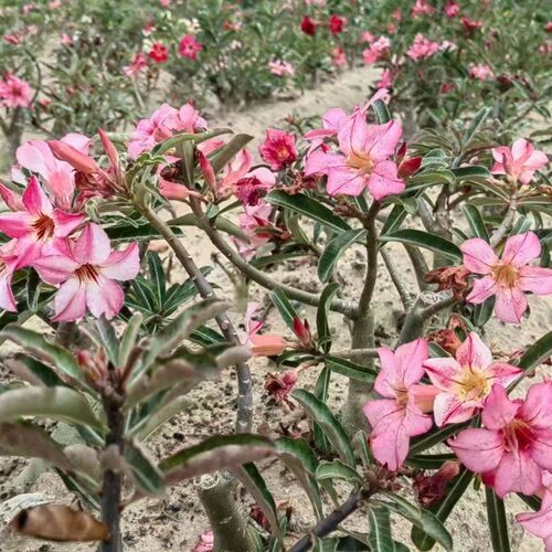 沙漠玫瑰f花原生苗裸根 一物一拍
