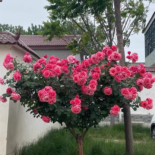 古典大花浓香四季开花树形树状树桩月季花K苗大型别墅庭院耐寒植
