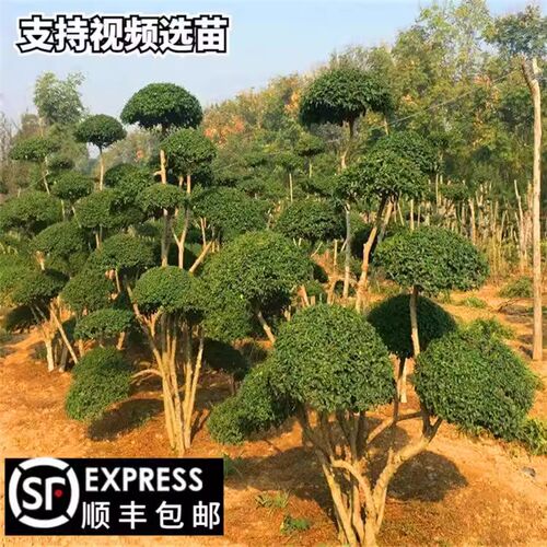 小叶女贞造型树球形苗庭院别墅绿C化篱笆围墙植物观叶四季常青苗