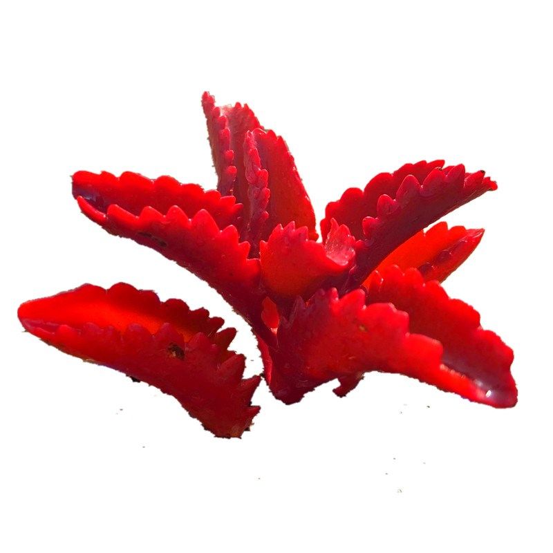 多肉植物 e红朱莲盆栽绿植花卉多肉玉露红宝石室内防辐射阳台楼顶,鲜花速递/花卉仿真/绿植园艺,多肉植物,淘宝优惠券,粉丝福利购,淘宝优惠卷