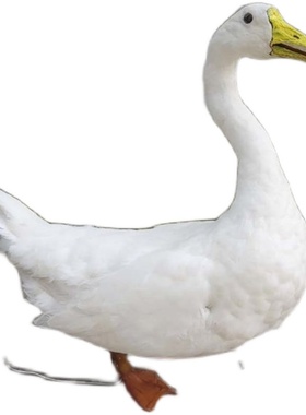 标本模型制作鹅标本仿真白鹅大鹅C山鸡真羽毛教科道具摆件家禽动