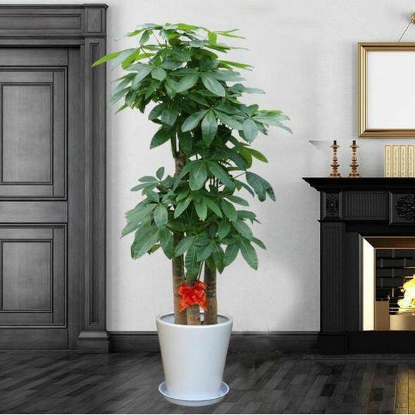 重庆花卉开业发财树植物办公x室内盆栽盆景观叶绿植除甲醛净化空,鲜花速递/花卉仿真/绿植园艺,大型绿植/成品组合盆栽,淘宝优惠券,粉丝福利购,淘宝优惠卷