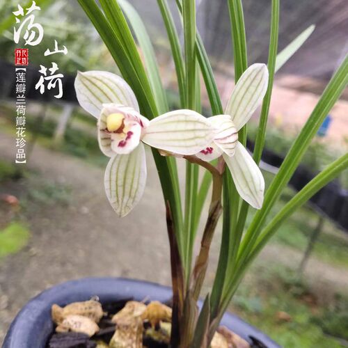 莲瓣兰荡山荷老品种兰花苗荷瓣花冬春带花K苞室内阳台花卉浓香绿