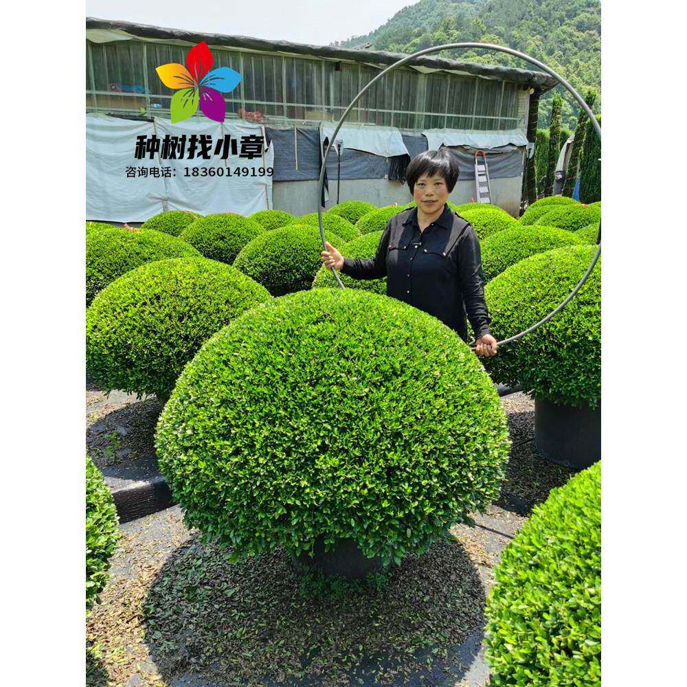 冬青先令球别墅庭院耐寒四季常青绿化风景树盆栽冬青先令一直圆满
