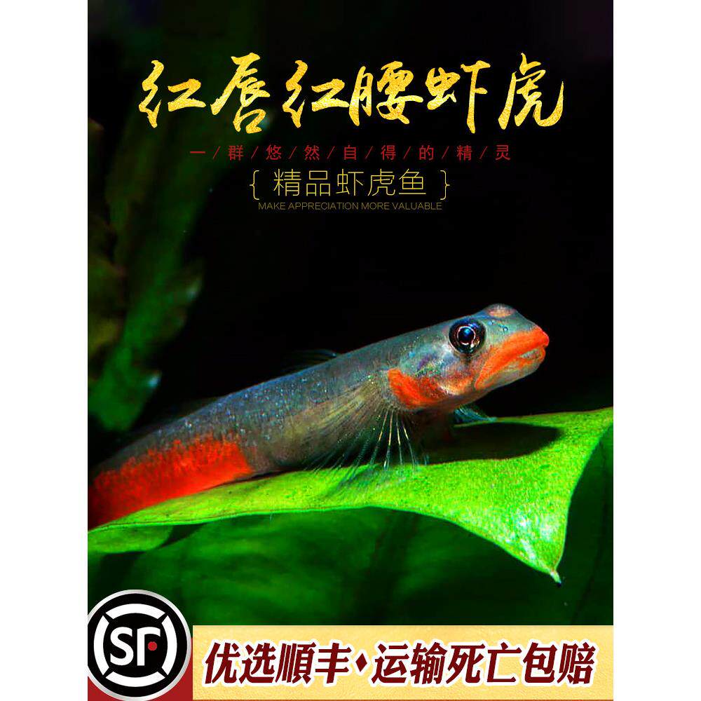 红唇红腰虾虎鱼印尼原生观赏鱼小型淡水鱼冷水鱼枝桠韧鰕虎鱼活体