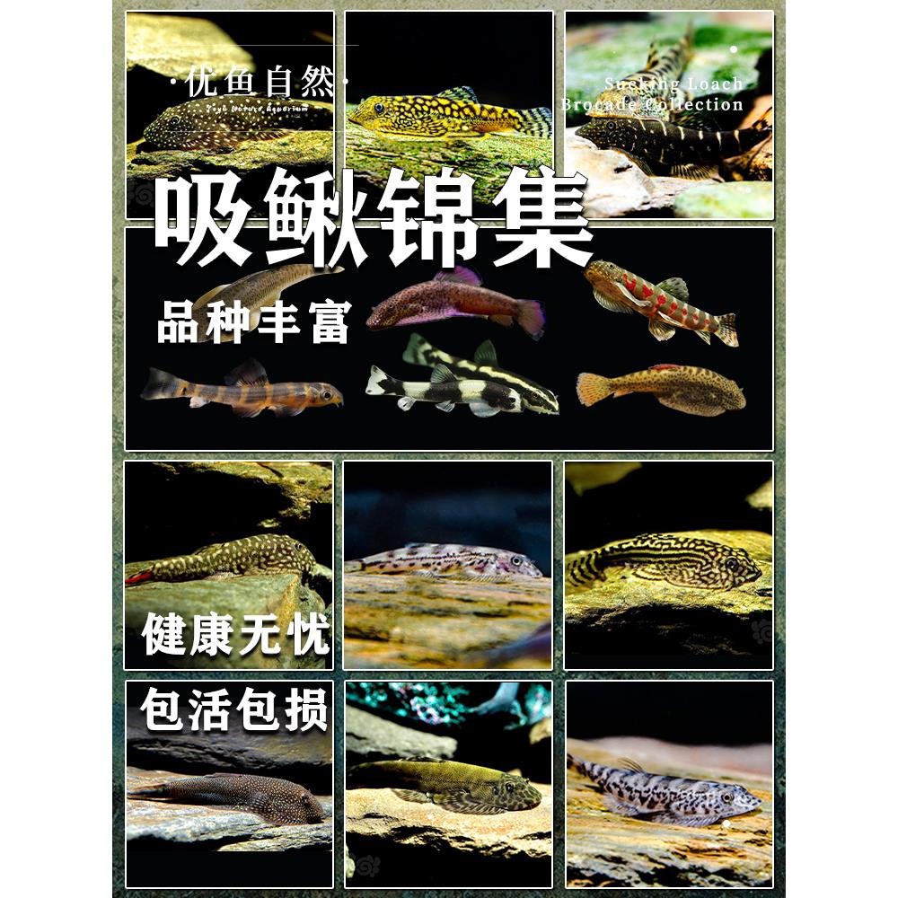 贵州爬岩鳅冷水清道夫不加温鱼缸清洁工具观赏鱼双吸盘吸鳅琵琶鱼