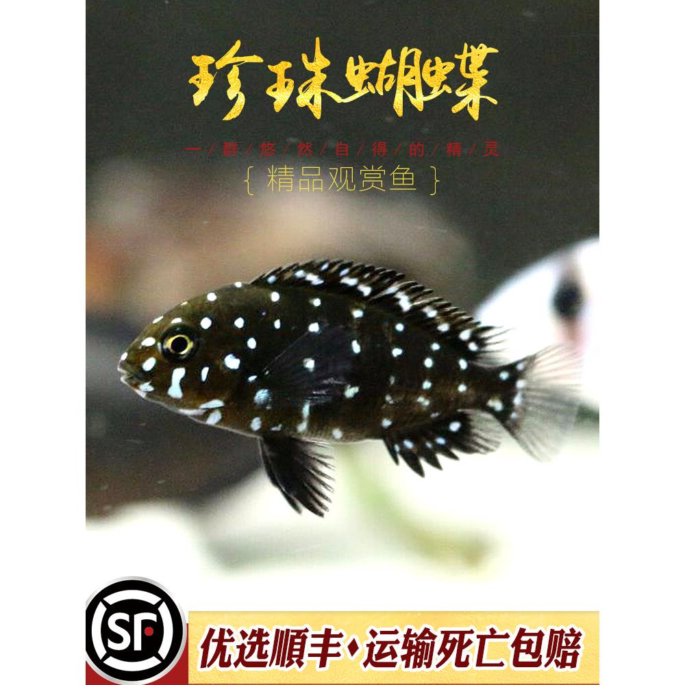 珍珠蝴蝶鱼三湖慈鲷坦鲷蓝面黑白蝴蝶慈鲷鱼类坦湖观赏热带鱼活体