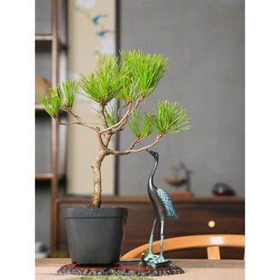 文人黄山松盆景造型盆栽禅意植物小老桩迎客松好养中式盆栽办公室