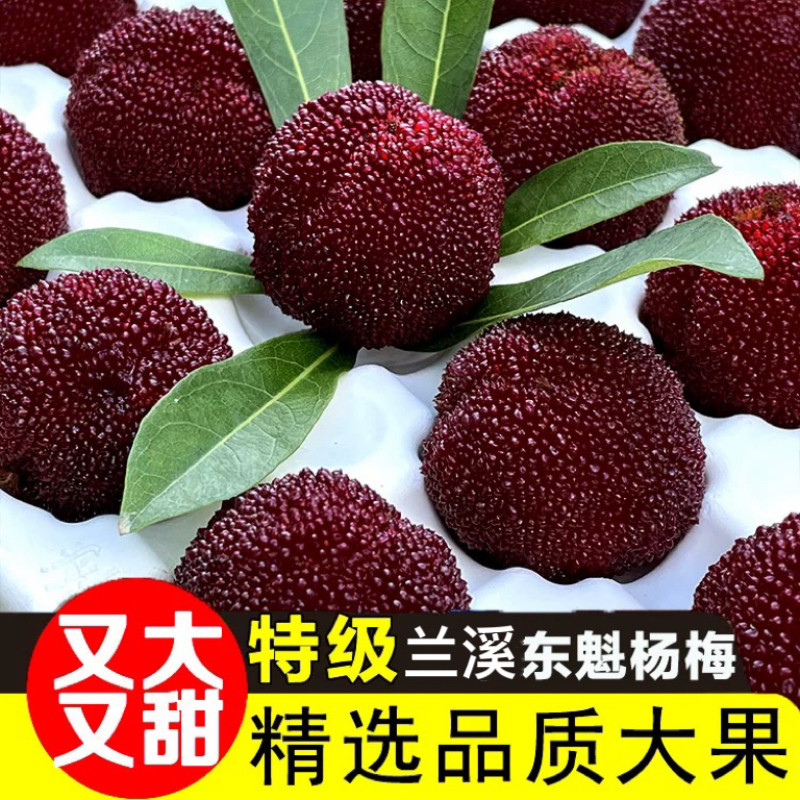 正宗浙江兰溪特产黑炭杨梅