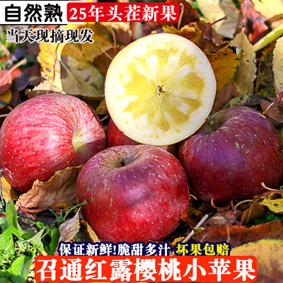 2025年云南昭通红露樱桃小苹果