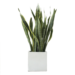 虎皮兰真花卉除甲醛植物盆u栽绿植大型盆栽植物室内客厅办公室好