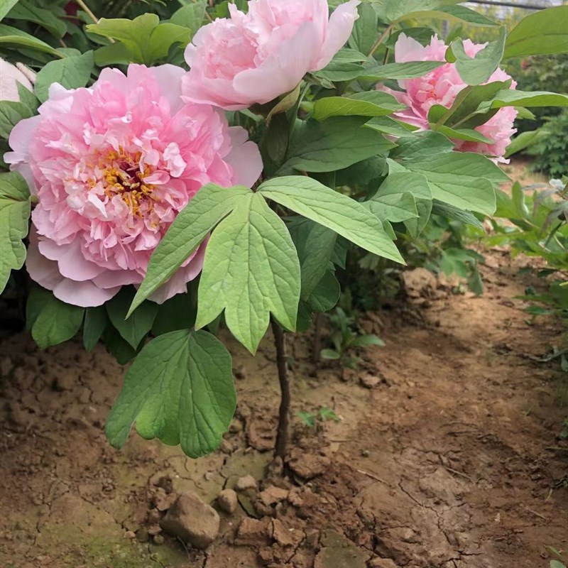 2022春季发货洛m阳观赏重瓣大牡丹花鲜花现切节日观赏花卉顺丰包