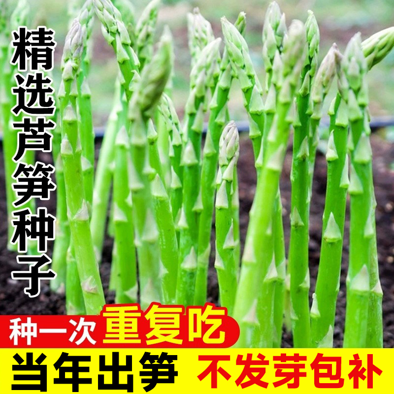 芦笋种籽根苗四季种植新鲜种苗