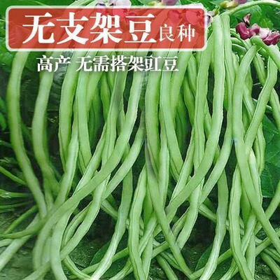摘不败无架长豆角种子不用搭架