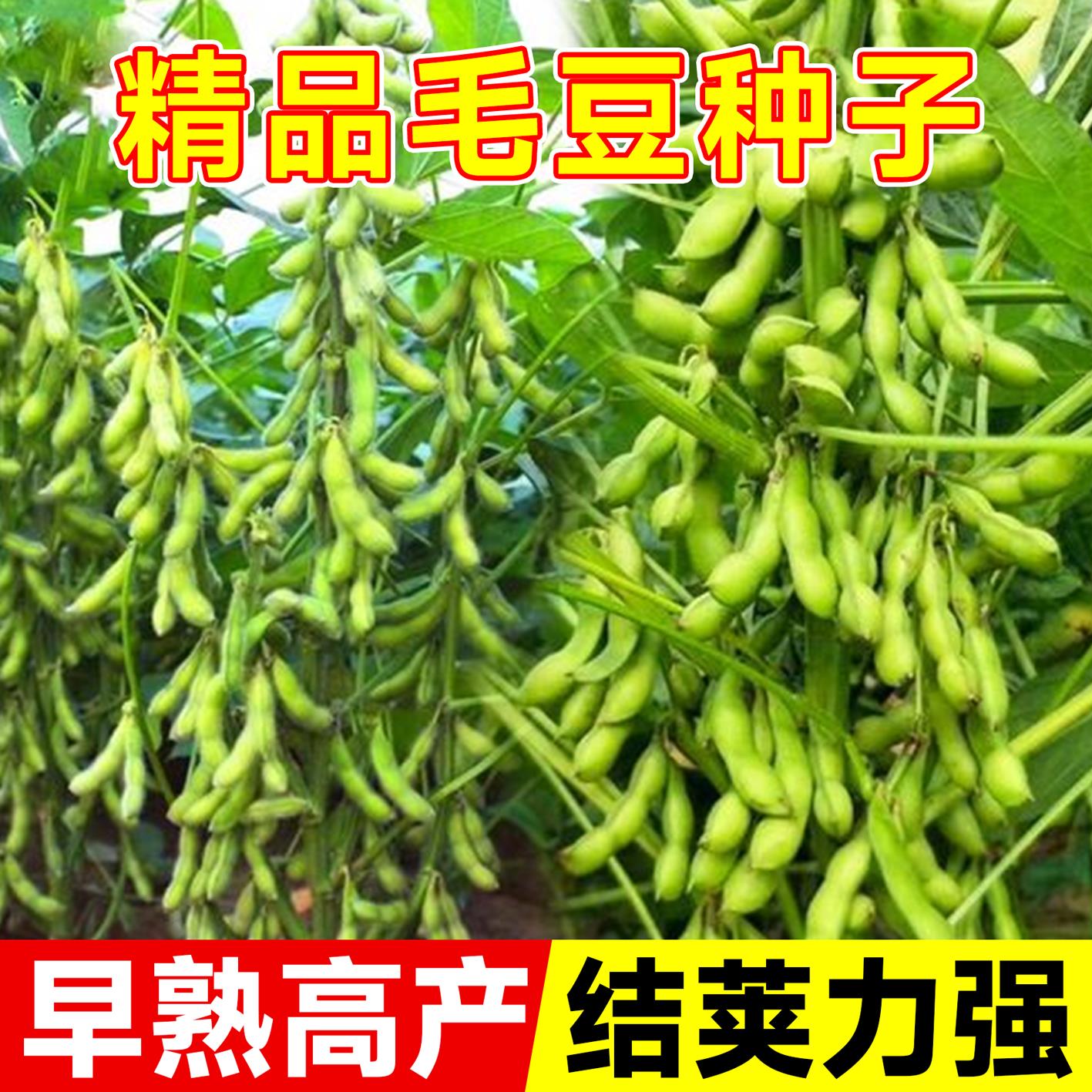 特早熟毛豆种籽高产鲜食青豆