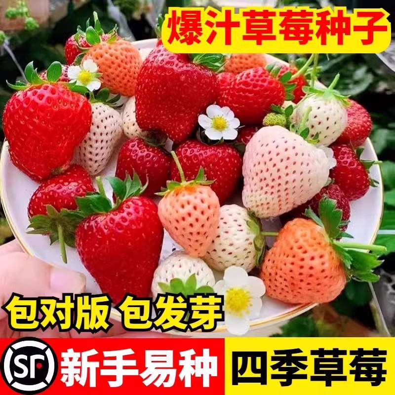 草莓种籽子四季播种结果盆栽苗花卉室内外易活奶油水果草莓花种子