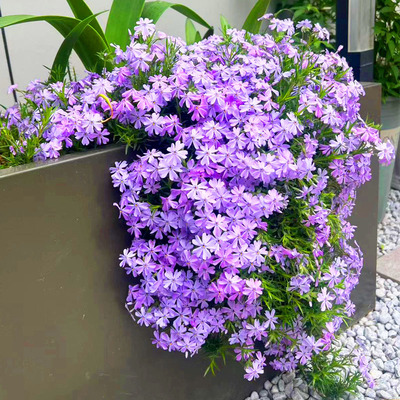 低矮芝樱花种籽子四季播种开花
