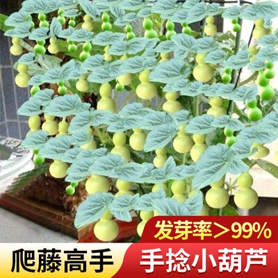 手捻小葫芦籽种子文玩盆栽