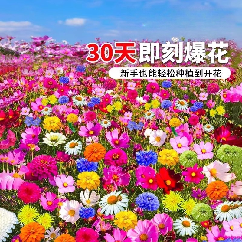 野花组合花种子四季播种
