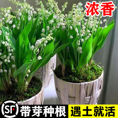 铃兰带芽花苗盆栽浓香型花卉