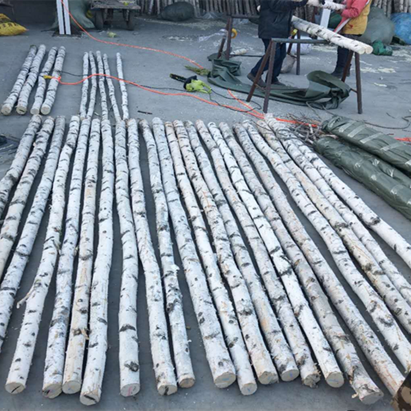现货速发白桦树装饰树杆白桦树干桦木原木干花枯树枝婚庆橱窗隔断