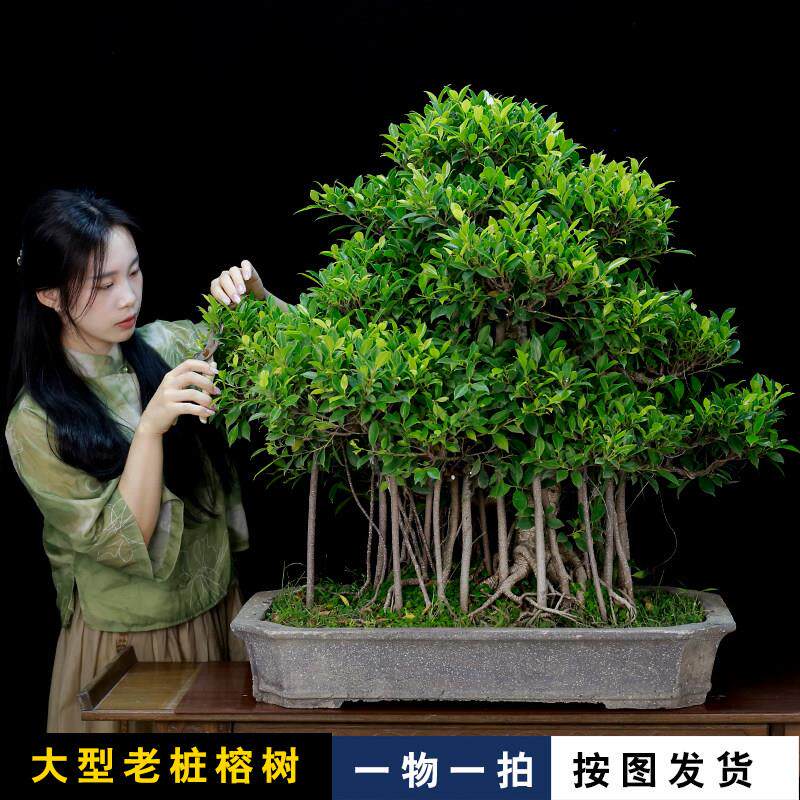 榕树盆景老桩树桩矮霸室内客厅办公室前台大型植物阳台庭院绿植