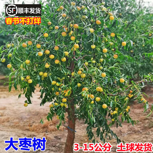 枣树活苗超甜大枣特大庭院嫁接冬枣南方北方地栽盆栽果树当年结果