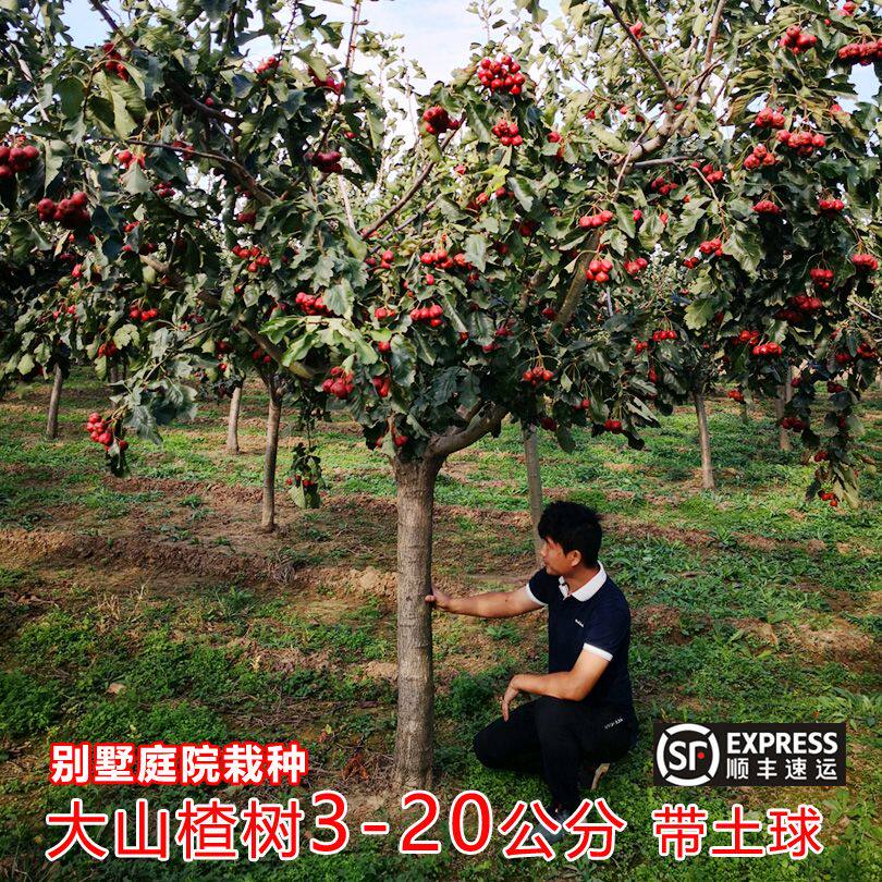 特大山楂树活苗带土球老桩盆栽地
